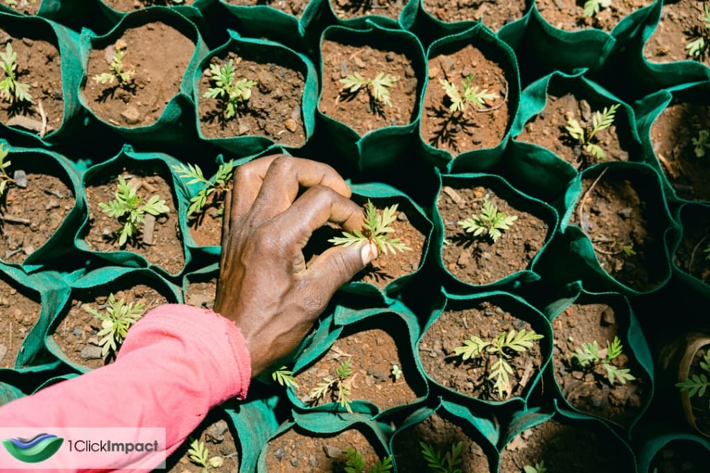 A sapling taking root at a verified reforestation site, where a tree can be planted in memory of Connor Murphy